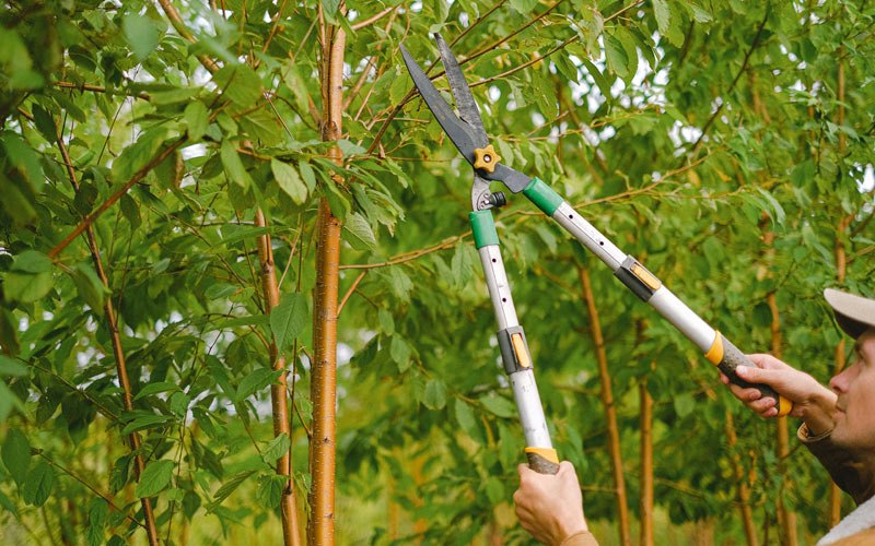 Tree trimming in Hoquiam, WA